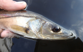 a juvenile common snook in Tarpon Bay, Everglades National Park.